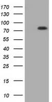 HID1 / C17orf28 Antibody (clone OTI3B5)