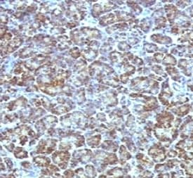 Mitochondria Antibody (clone MTL56)