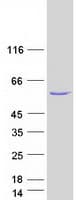 Human THNSL2 Protein (Recombinant Myc-DDK (Flag))