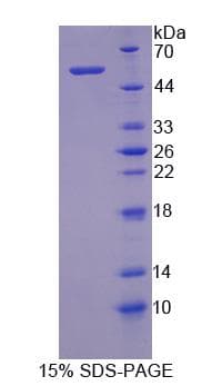 Pig MMP3 Protein (Recombinant His-S)