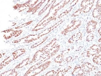 RB1 / Retinoblastoma / RB Antibody (clone 1F8, Azide-free, BSA-free)