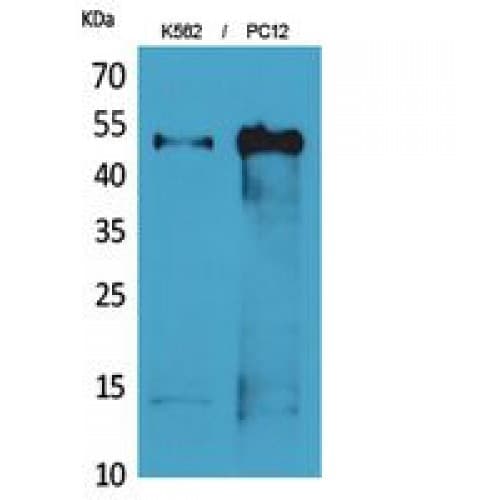 Polyclonal Rabbit anti-Human Alpha Tubulin Antibody (WB)