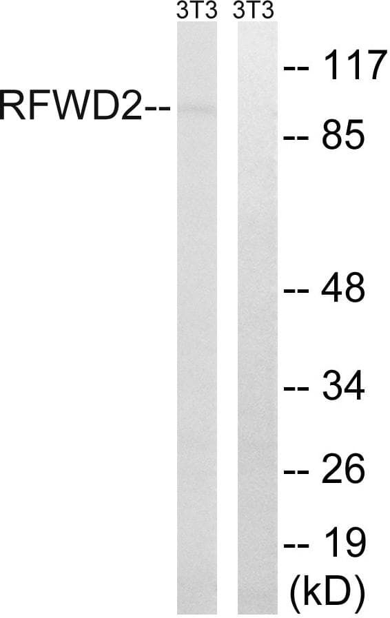 RFWD2 / COP1 Antibody (p387)