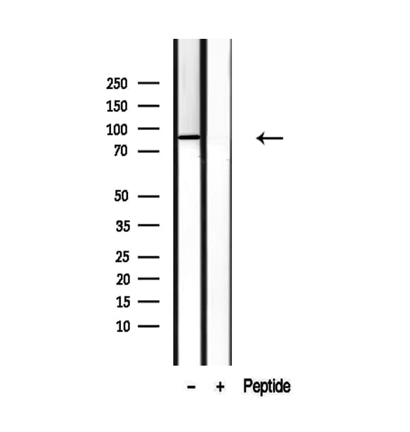 SEC63 Antibody