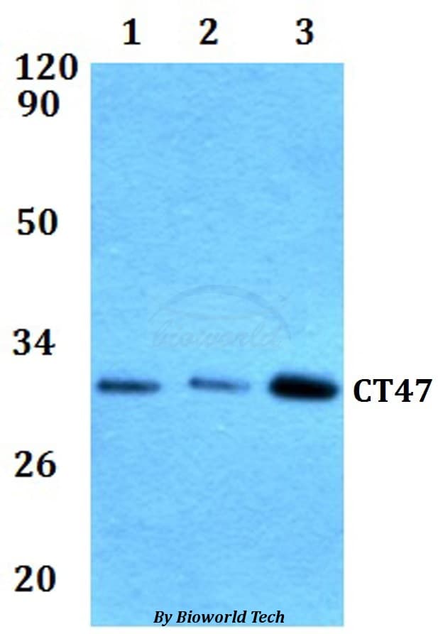 CT47A11 Antibody