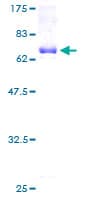 Human CCNK Protein (Recombinant GST)
