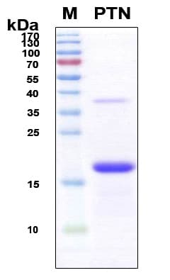 Human PTN / Pleiotrophin Protein (Recombinant 6His, N-terminus)