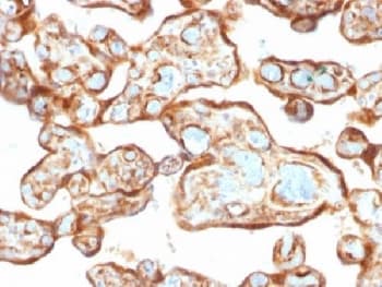 TP / Thymidine Phosphorylase Antibody (clone P-GF.44C, Azide-free, BSA-free)