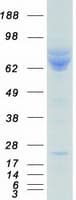 Human HSPA9 / Mortalin / GRP75 Protein (Recombinant Myc-DDK (Flag))