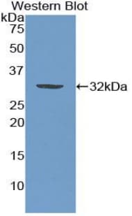 MAEA / EMP Antibody (aa136-379)