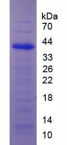 Human IRF1 / MAR Protein (Recombinant His)