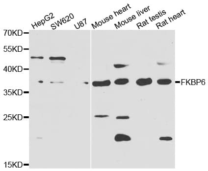 FKBP6 Antibody