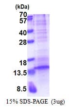 Human BLC / CXCL13 Protein (Recombinant His)
