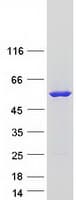 Human FMO3 Protein (Recombinant Myc-DDK (Flag))