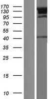 JMY Protein (Over-Expression Lysate Myc-DDK (Flag))