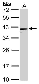 NANOG Antibody
