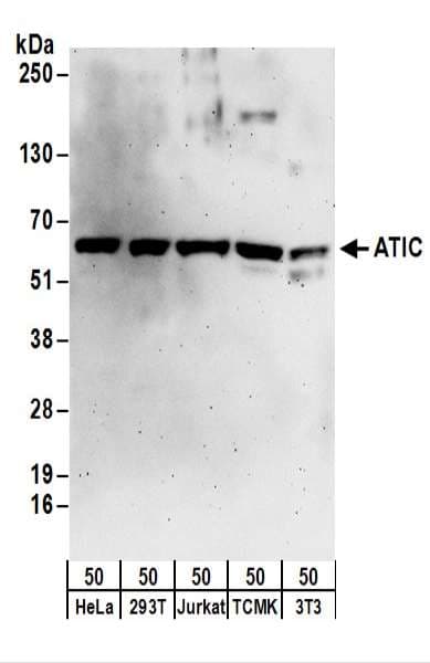 Polyclonal Rabbit anti-Human AICAR / ATIC Antibody (aa375-425, WB)