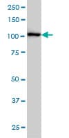 Monoclonal Mouse anti-Human c-CBL Antibody (clone 6D12, WB)