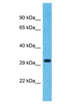 OR1L4 Antibody (aa259-308)