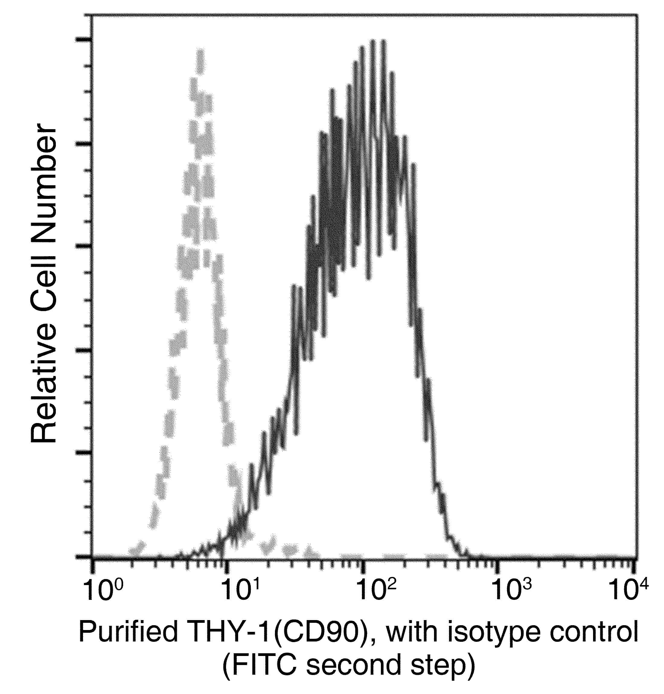 Monoclonal Mouse anti-Human THY1 / CD90 Antibody (clone 10, Preservative Free)