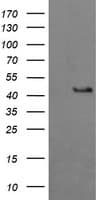 BBOX1 / BBOX Antibody (clone OTI4F9)