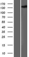 HDLBP / Vigilin Protein (Over-Expression Lysate Myc-DDK (Flag))