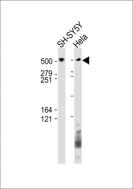 Polyclonal Rabbit anti-Human BRUCE / BIRC6 Antibody (C-Terminus, WB)