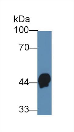 HPR Antibody