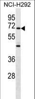 ZNF568 Antibody (aa184-211)