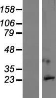 GPM6A / Glycoprotein M6A (Over-Expression Lysate Myc-DDK (Flag))