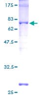 Human CREB1 / CREB Protein (Recombinant GST)