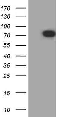 SCG2 / Secretogranin II Antibody (aa31-617, clone OTI8A3)