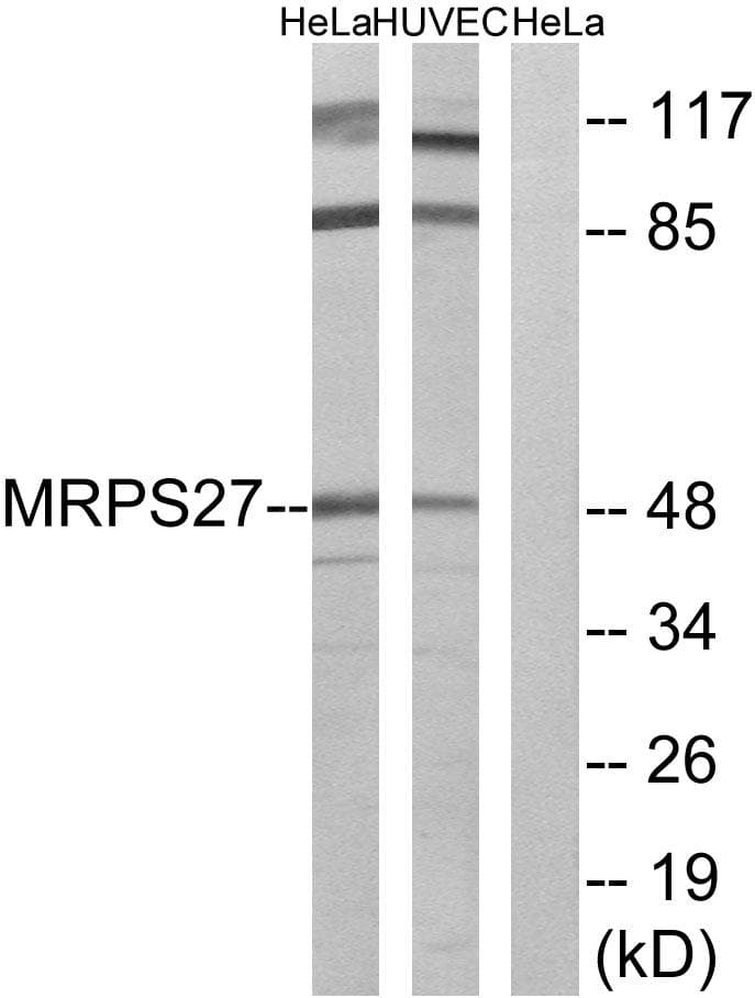 MRPS27 Antibody