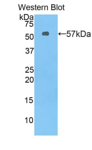 FLT1 / VEGFR1 Antibody (aa167-424, Biotin)