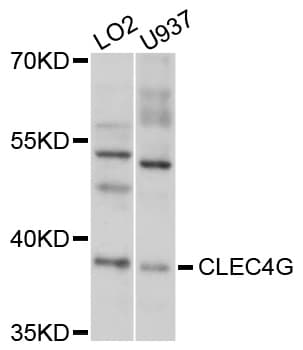 CLEC4G Antibody