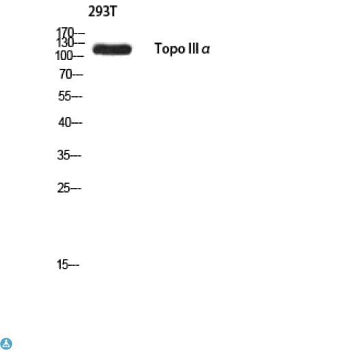 TOP3A Antibody