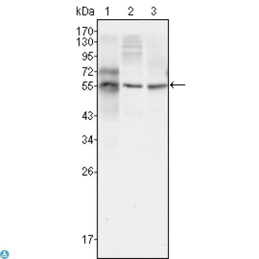 Beta Tubulin Antibody