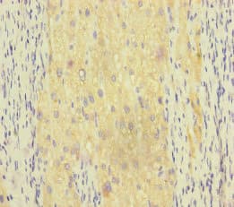 RAB18 Antibody