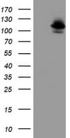 Dipeptidylpeptidase 8 / DPP8 Antibody (clone OTI1D2, Carrier-free)