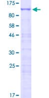 Human ZNF653 Protein (Recombinant GST)