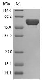 Human BPGM Protein (Recombinant GST, N-terminus)