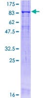 Human OCLN / Occludin Protein (Recombinant GST)