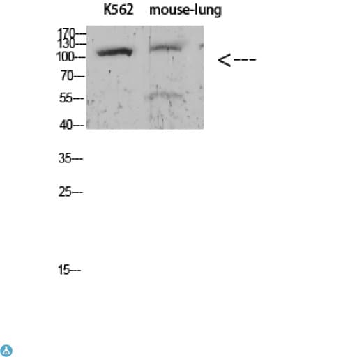 ATP1A1 Antibody