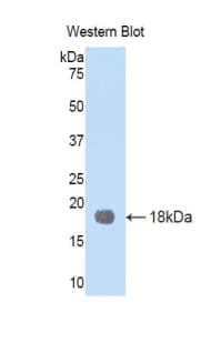 TIMP1 Antibody (aa35-160, Biotin)