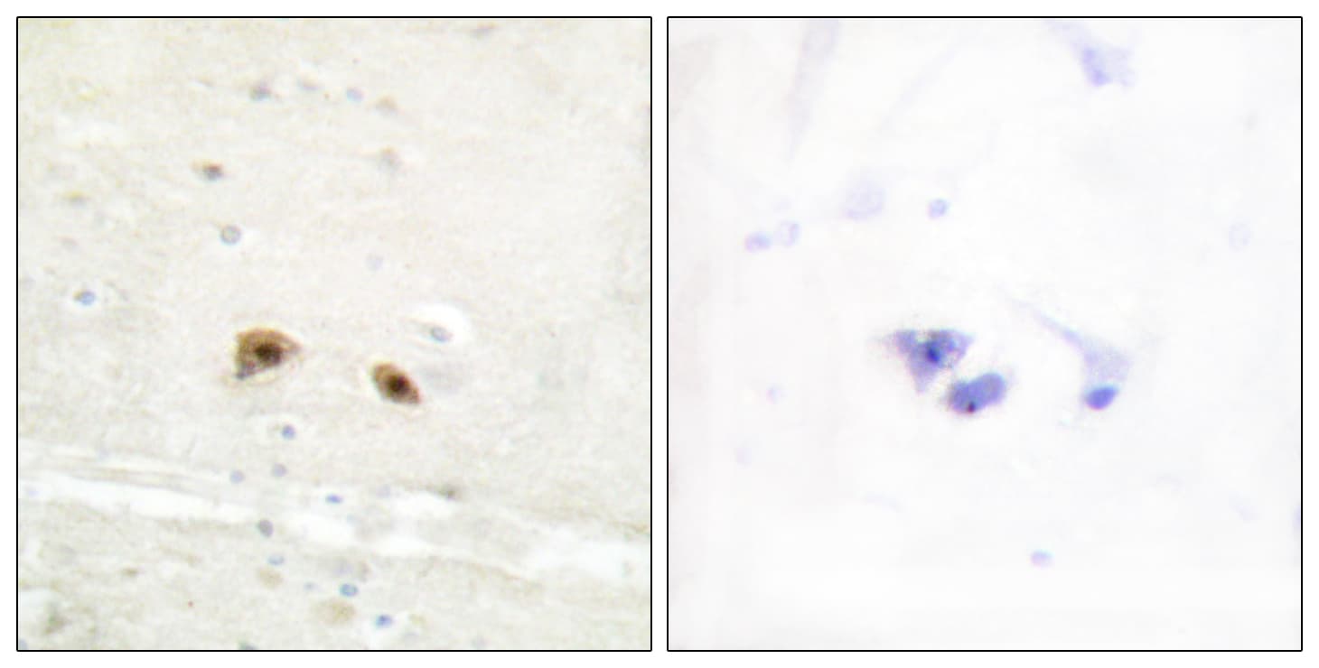 EGR3 Antibody (aa338-387)