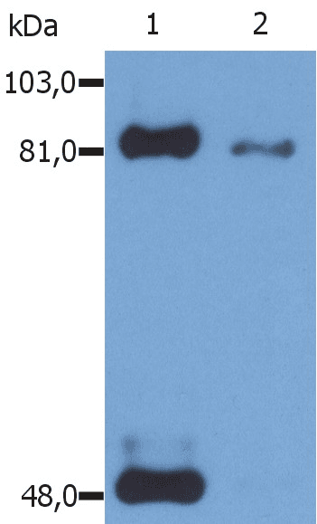STAT1 Antibody (phospho-Ser727, clone PSM1)