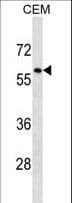 BIA2 / TRIM58 Antibody (aa457-486)