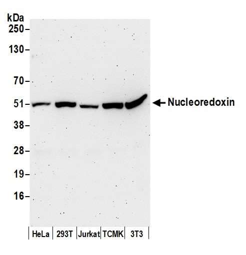 NXN Antibody (aa385-435)