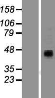 P2RX4 / P2X4 Protein (Over-Expression Lysate Myc-DDK (Flag))