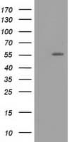 ERGIC-53 / LMAN1 Antibody (clone OTI1E3)